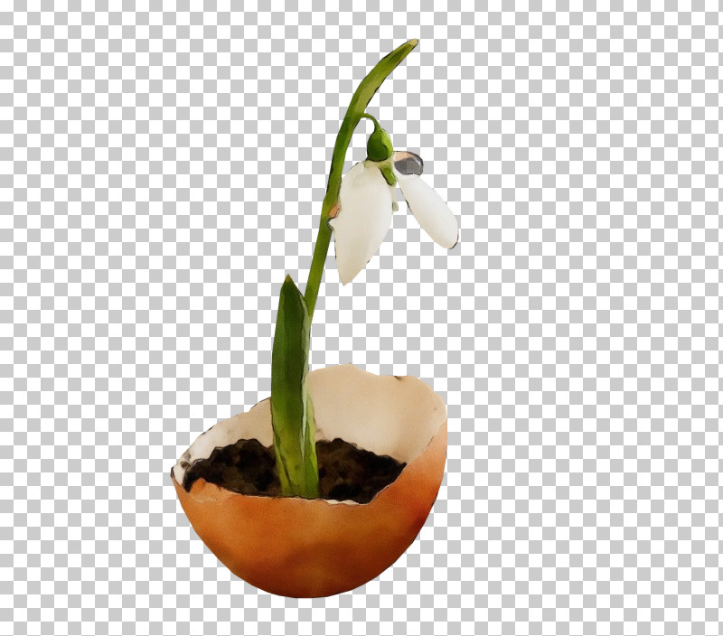Flower Galanthus Snowdrop Plant Flowerpot PNG, Clipart, Amaryllis Family, Cattleya, Cypripedium, Dendrobium, Flower Free PNG Download