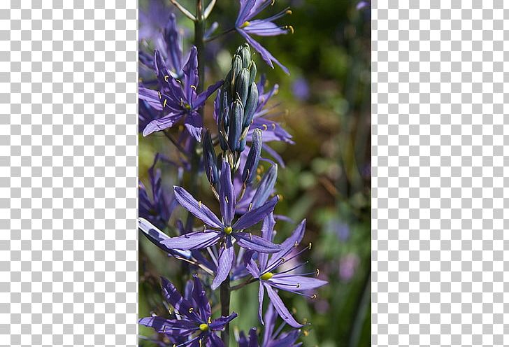 English Lavender Camas Bellflower Hyssopus Violet PNG, Clipart, Bellflower, Bellflower Family, Bloom, Bulb, Camas Free PNG Download