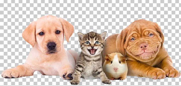 Puppy Yorkshire Terrier West Highland White Terrier Bulldog Labrador Retriever PNG, Clipart, Animals, Bulldog, Carnivoran, Cat, Cat Like Mammal Free PNG Download