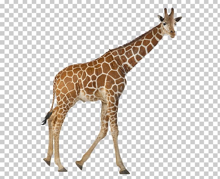 Reticulated Giraffe Stock Photography The White Giraffe Northern Giraffe PNG, Clipart, Animal Figure, Animals, Camelopardalis, Fauna, Giraffe Free PNG Download