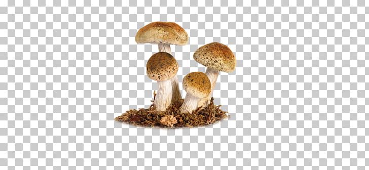 Edible Mushroom PNG, Clipart, Common Mushroom, Computer Icons, Desktop Wallpaper, Edible Mushroom, Image Resolution Free PNG Download