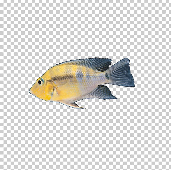 Fish PNG, Clipart, Animal, Animal Prints, Animals, Aquarium Fish, Button Free PNG Download