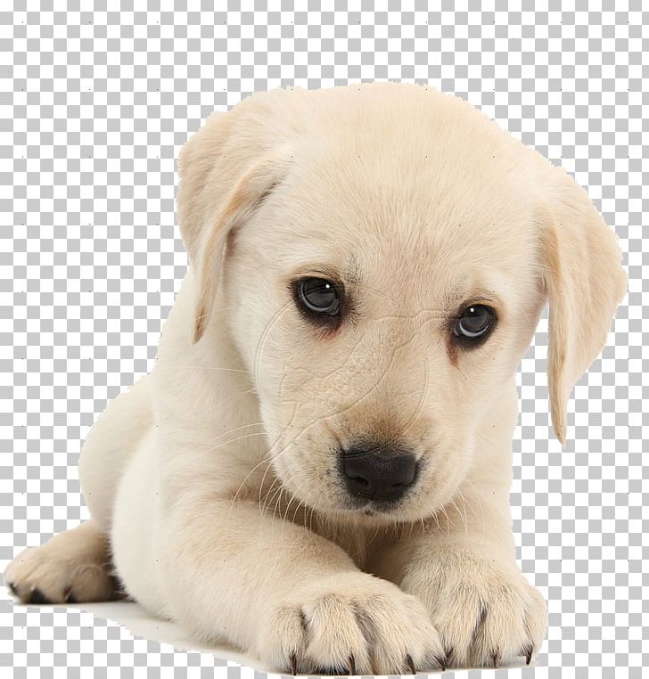 Labrador Retriever Puppy Pet Sitting Cat Kitten PNG, Clipart, Animal, Animals, Carnivoran, Companion Dog, Cuteness Free PNG Download