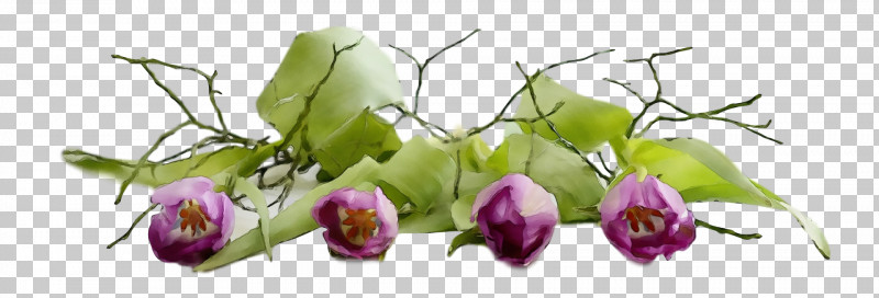 Flower Plant Cut Flowers Bud PNG, Clipart, Bud, Cut Flowers, Flower, Paint, Plant Free PNG Download
