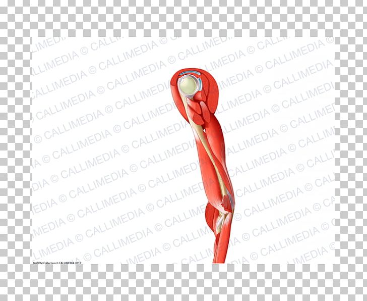 Arm Muscle Biceps Shoulder Anatomy PNG, Clipart, Anatomy, Arm, Biceps, Deltoid Muscle, Elbow Free PNG Download