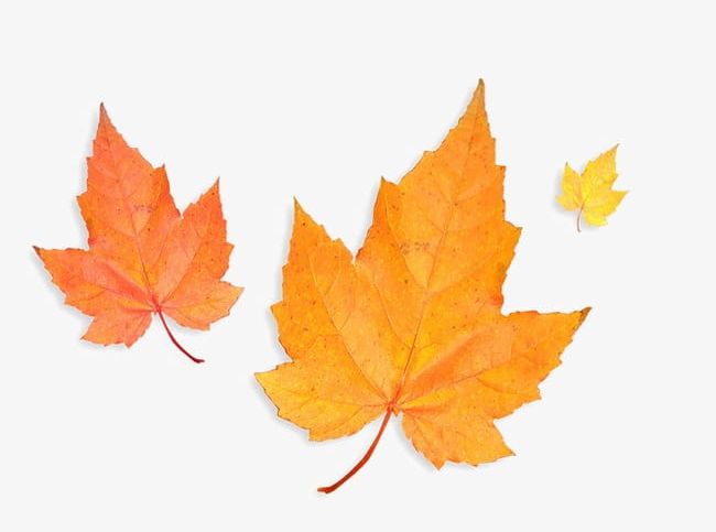 Autumn Leaves PNG, Clipart, Autumn, Autumn Clipart, Early, Early Autumn, Fall Free PNG Download