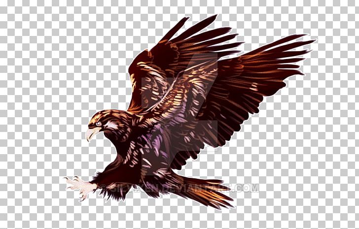 Bald Eagle Hawk Vulture Beak PNG, Clipart, Accipitriformes, Bald Eagle, Beak, Bird, Bird Of Prey Free PNG Download