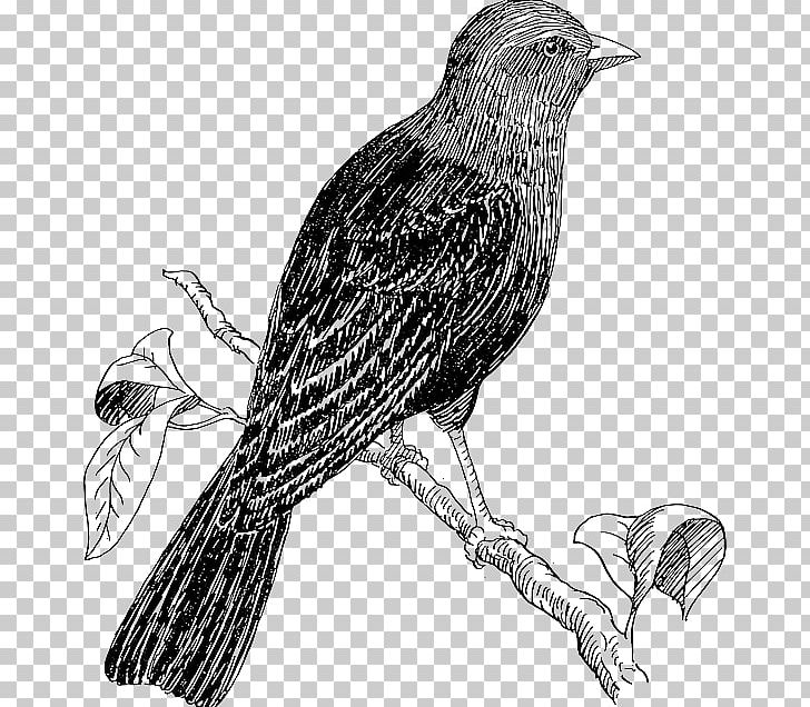 Bird Drawing Line Art PNG, Clipart, Animals, Beak, Bird, Bird Of Prey, Black And White Free PNG Download