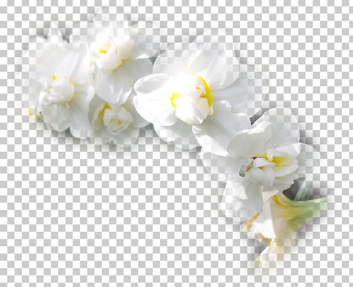 Cut Flowers Moth Orchids Petal Treulose Tomate PNG, Clipart, Blossom, Cicek, Color, Dessert, Flower Free PNG Download