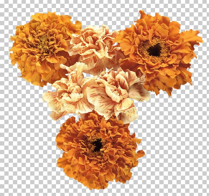 Cut Flowers Orange Photography PNG, Clipart, Albom, Autumn, Blue, Calendula, Chrysanths Free PNG Download
