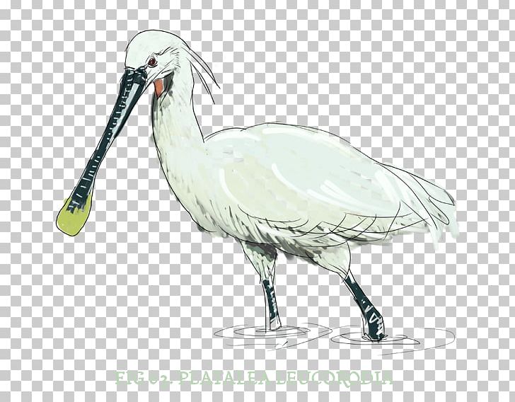 Ibis Bird Stork Beak Fauna PNG, Clipart, Beak, Bird, Ciconiiformes, Crane, Crane Like Bird Free PNG Download