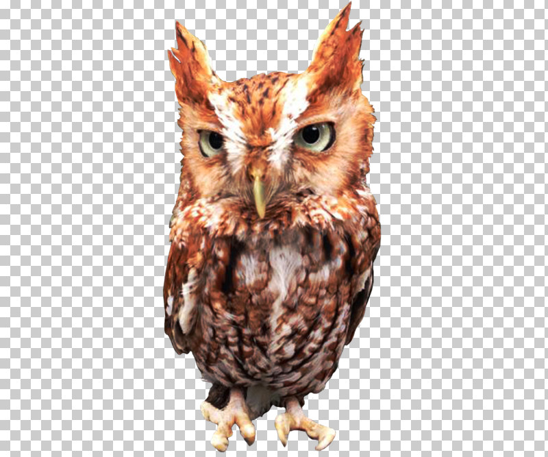 Owl Bird Eastern Screech Owl Bird Of Prey Screech Owl PNG, Clipart, Beak, Bird, Bird Of Prey, Eastern Screech Owl, Owl Free PNG Download