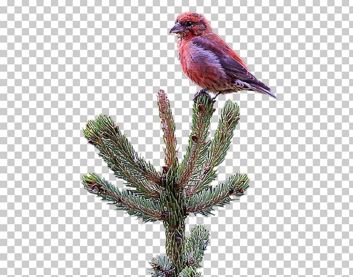 Pine Beak Feather Christmas Ornament Fauna PNG, Clipart, Beak, Bird, Birds, Branch, Cardinal Free PNG Download