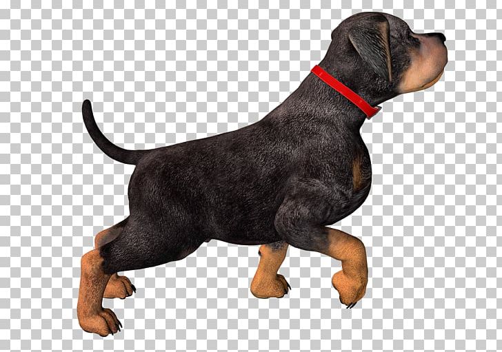 Rottweiler Puppy PNG, Clipart, Animal, Carnivoran, Dog, Dog Breed, Dog Like Mammal Free PNG Download