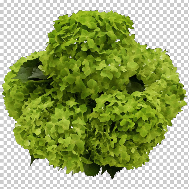 Lettuce Rapini Herb PNG, Clipart, Herb, Lettuce, Paint, Rapini, Watercolor Free PNG Download