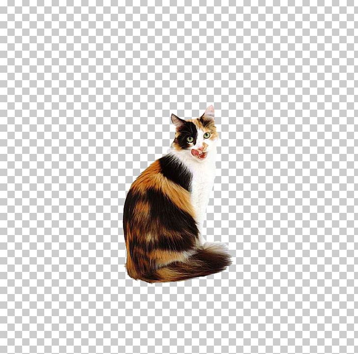 Calico Cat Kitten Dog Popular Cat Names PNG, Clipart, American Wirehair, Animal, Animals, Back, Back To School Free PNG Download