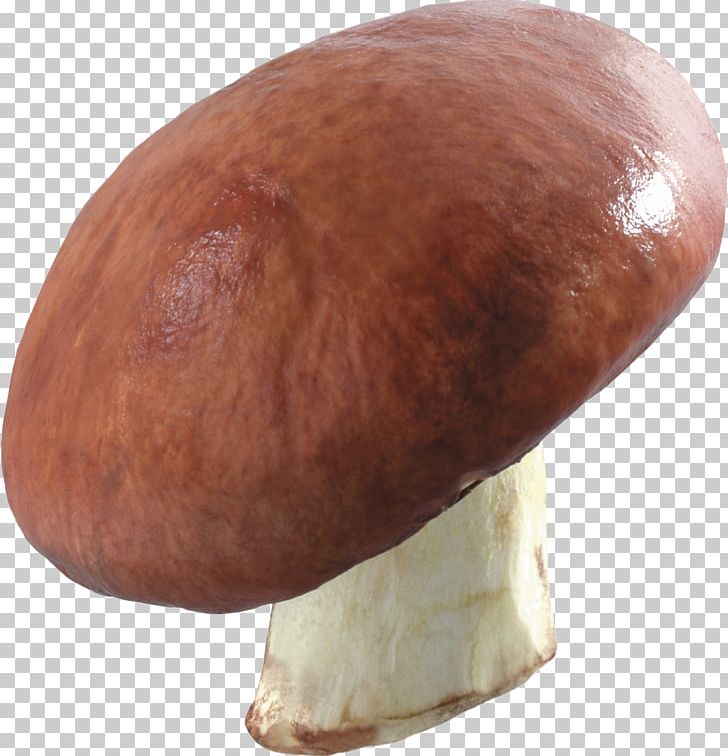 Common Mushroom Fungus PNG, Clipart, Agaricaceae, Agaricomycetes, Champignon Mushroom, Download, Edible Mushroom Free PNG Download