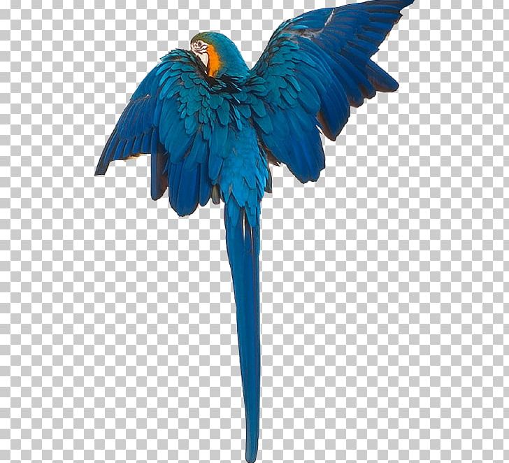 Macaw Bird Cygnini Duck Gulls PNG, Clipart, Animals, Beak, Bird, Cobalt Blue, Cockatoo Free PNG Download
