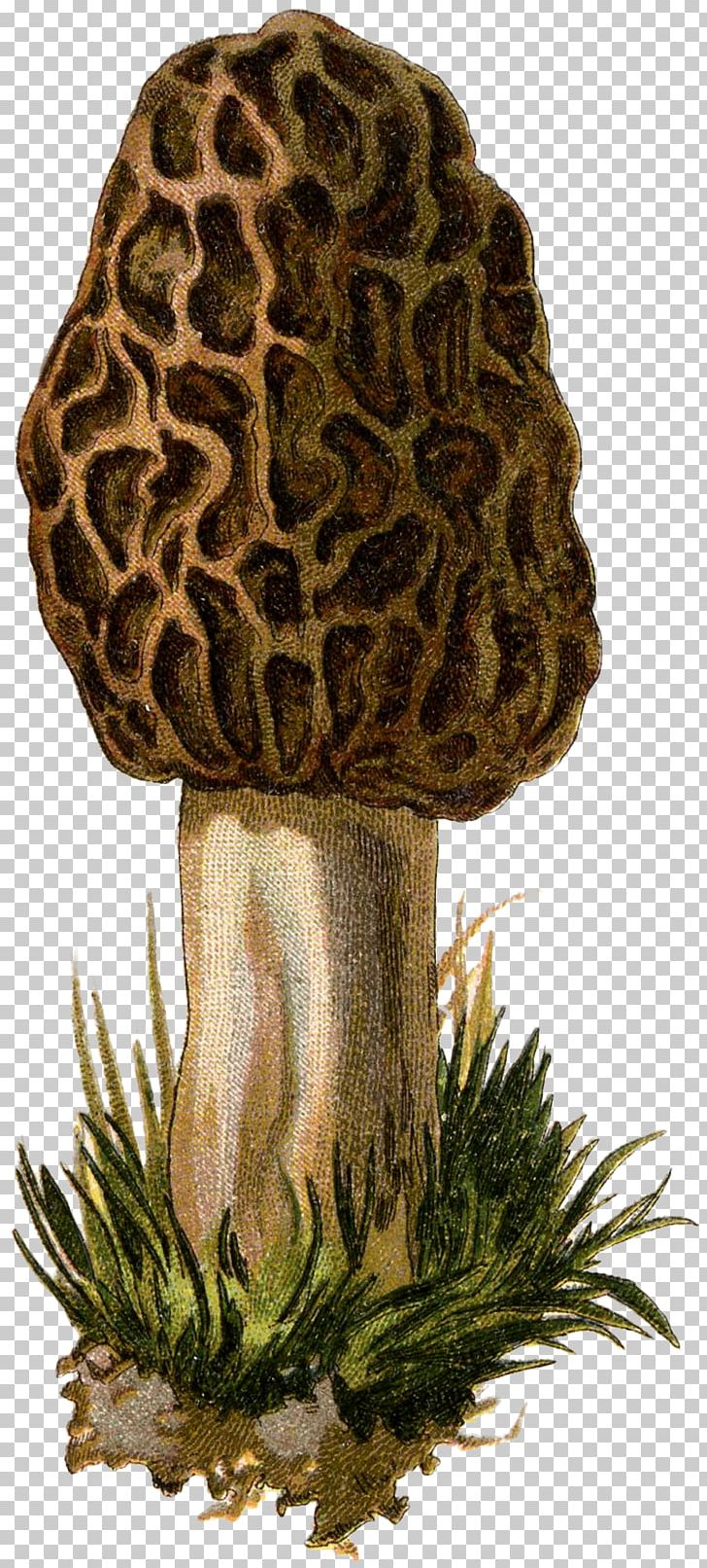 Mushroom Fungus Yellow Morel Drawing PNG, Clipart, Animaatio, Animated Cartoon, Cartoon, Common Mushroom, Drawing Free PNG Download