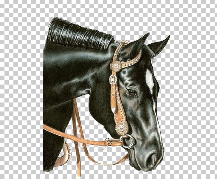 American Quarter Horse Mare Stallion Drawing Pencil PNG, Clipart, Animal, Animals, Bit, Bridle, Cartoon Free PNG Download