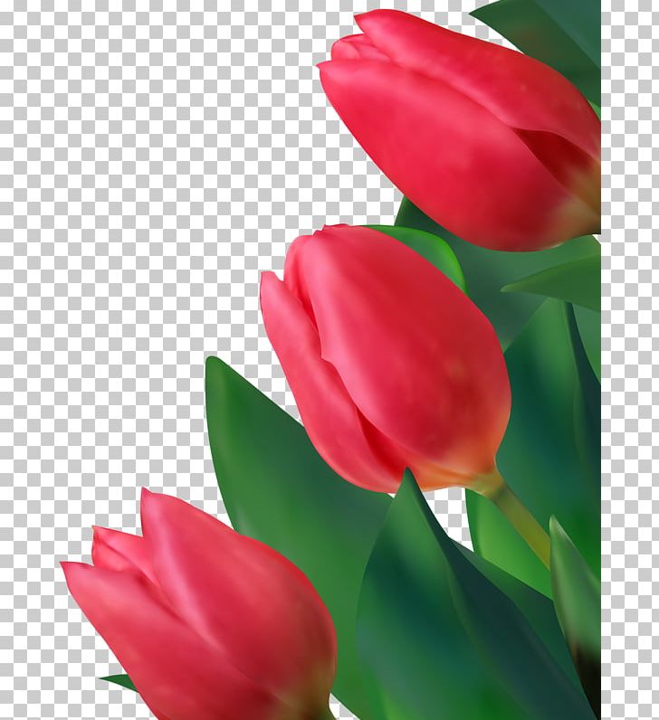 Euclidean Tulip Flower PNG, Clipart, Cdr, Closeup, Download, Drops, Encapsulated Postscript Free PNG Download
