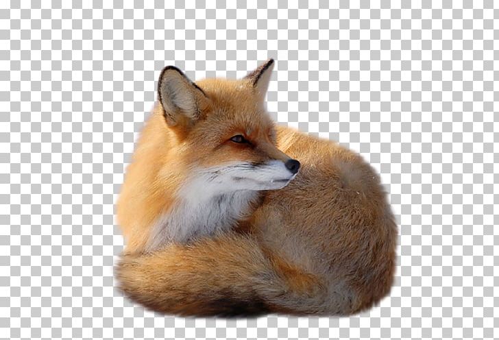 Red Fox PNG, Clipart, Animals, Canidae, Clipping Path, Creative, Creative Fox Free PNG Download