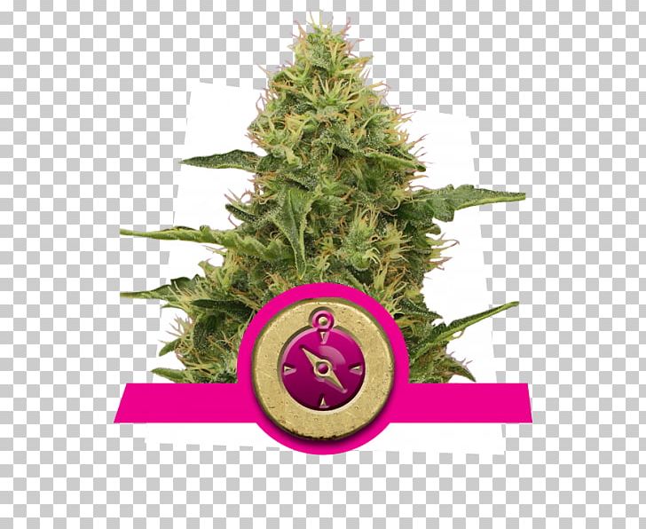 Seed Frosting & Icing Biscuits Royal Icing Taste PNG, Clipart, Autoflowering Cannabis, Biscuits, Cannabis, Cannabis Cultivation, Christmas Decoration Free PNG Download