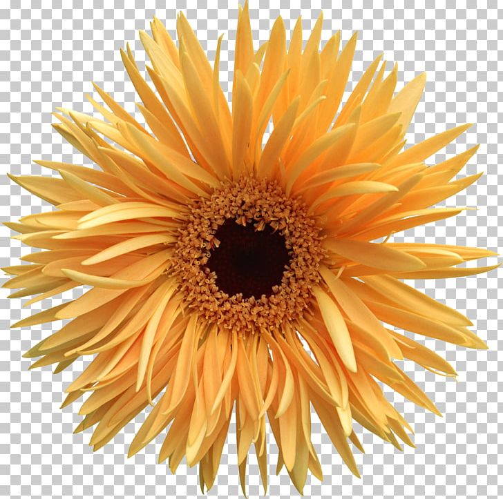 Animation Desktop PNG, Clipart, Animation, Blog, Cartoon, Cut Flowers, Daisy Family Free PNG Download
