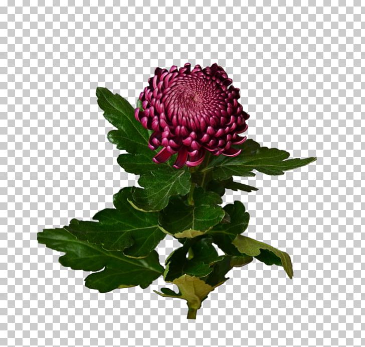 Chrysanthemum Flower Bouquet Cut Flowers Artikel PNG, Clipart, Annual Plant, Artikel, Assortment Strategies, Aster, Chrysanthemum Free PNG Download