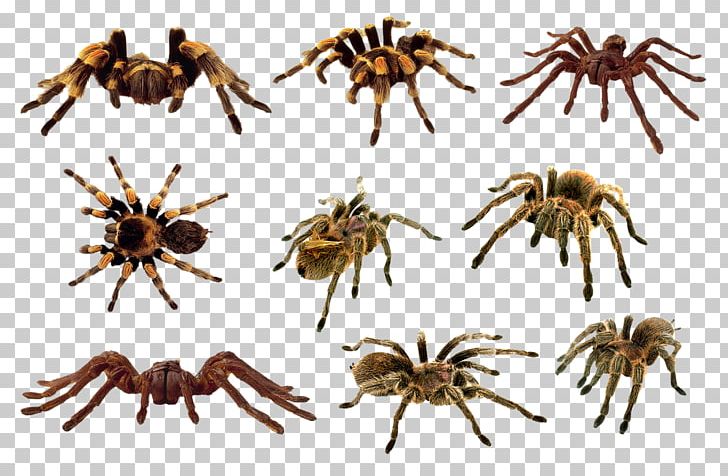 Jumping Spider Portable Network Graphics PNG, Clipart, Animal Collection, Arachnid, Araneus, Arthropod, Computer Icons Free PNG Download