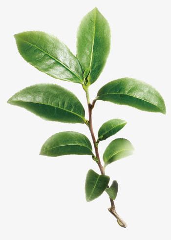 Tea Tree Branches PNG, Clipart, Branches Clipart, Leaf, Plant, Plants, Tea Free PNG Download