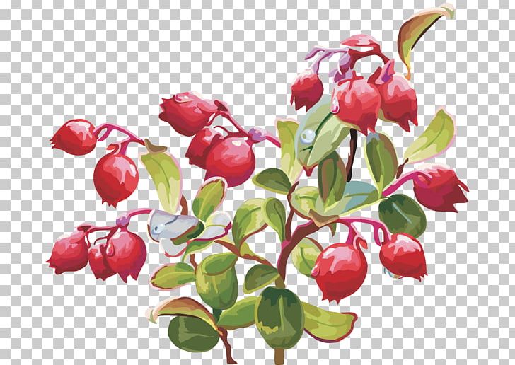 Lingonberry Cranberry PNG, Clipart, Acerola, Acerola Family, Auglis, Berry, Bilberry Free PNG Download