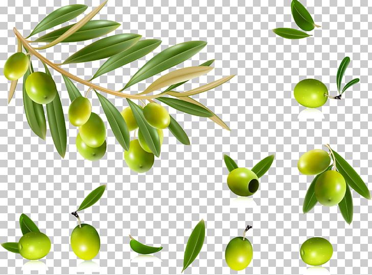 Olive Oil Olive Leaf PNG, Clipart, Beautiful, Black Olive, Branch, Citrus, Clip Art Free PNG Download