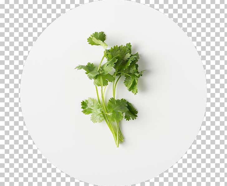 Parsley Juice Coriander Mexican Cuisine Taco PNG, Clipart, Al Pastor, Black Pepper, Carne, Chipotle Mexican Grill, Cilantro Free PNG Download