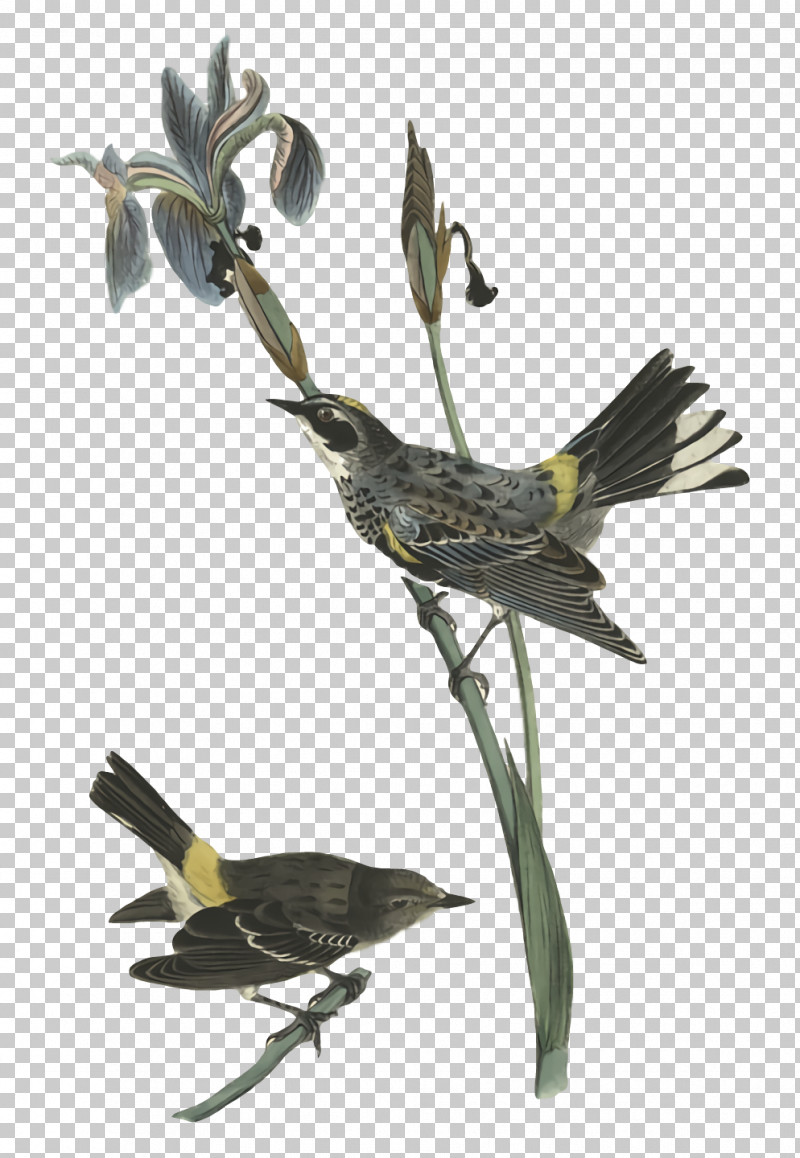 Feather PNG, Clipart, Beak, Feather, Finches, Twig Free PNG Download