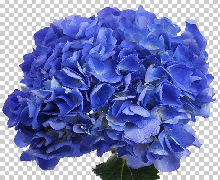 Blue Rose Hydrangea Cut Flowers Petal PNG, Clipart,  Free PNG Download