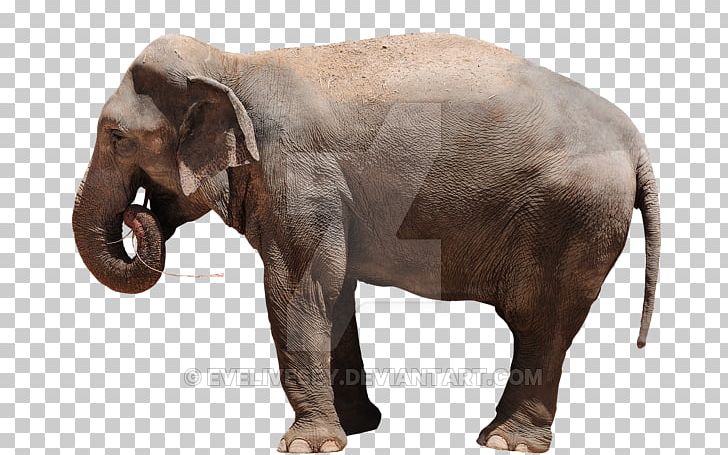 Indian Elephant African Elephant Animal Wildlife Elephantidae PNG, Clipart, African Elephant, Animal, Child, Elephant, Elephant Art Free PNG Download