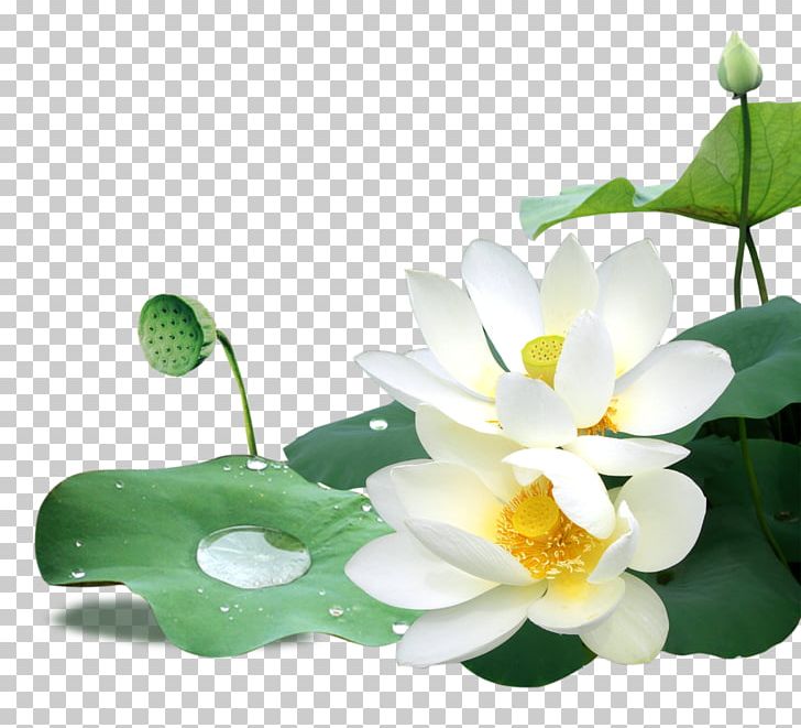Leaf Sacred Lotus Flower PNG, Clipart, Aquatic Plant, Flower, Flowering Plant, Flowers, Golden Lotus Free PNG Download