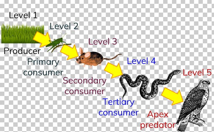 Trophic Level Food Chain Ecological Pyramid Ecology Consumer PNG, Clipart, Advertising, Apex Predator, Area, Beak, Biology Free PNG Download