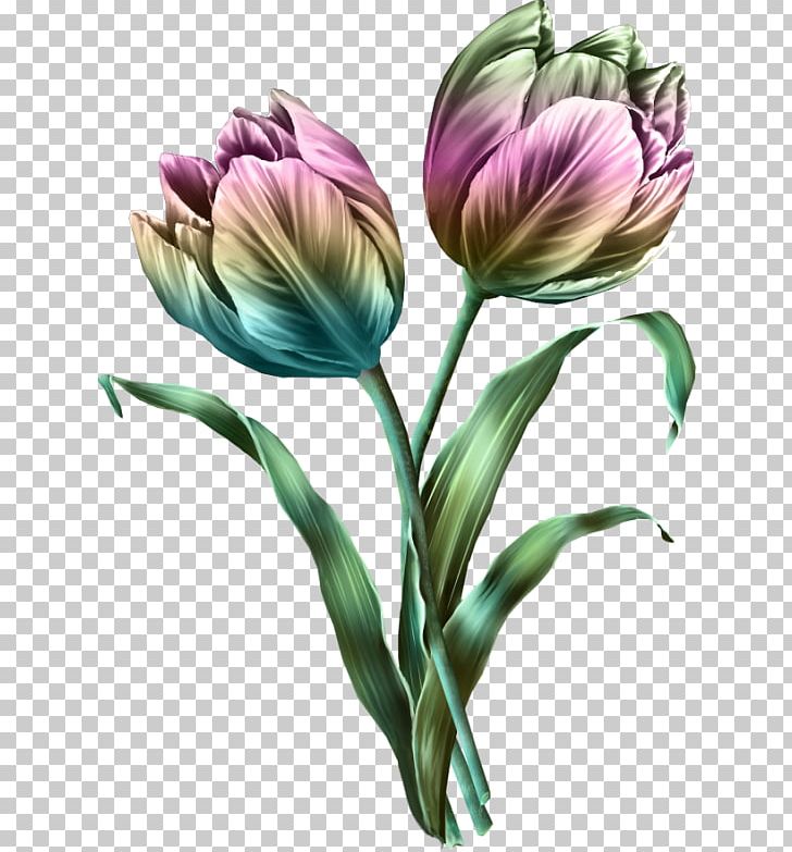 Tulip Flower Bouquet PNG, Clipart, Cari, Catkin, Clip Art, Designer, Fleur Free PNG Download