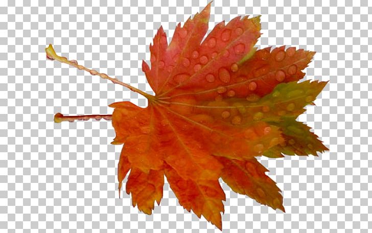 Leaf PNG, Clipart, Autumn, Computer Servers, Computer Software, Digital Image, Download Free PNG Download