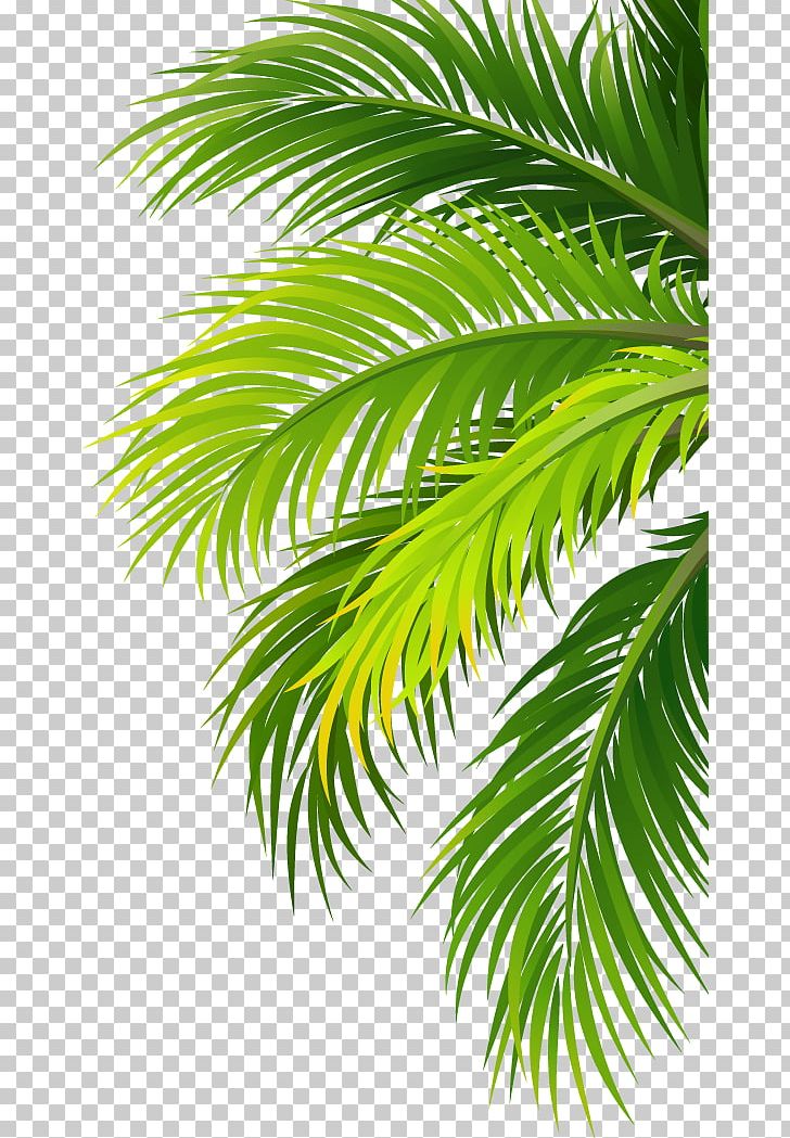 Coconut Water Air Filter Plant PNG, Clipart, Arecales, Autumn Leaves, Banana Leaves, Branch, Coc Free PNG Download