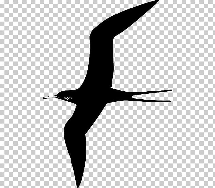 Frigatebird Gulls Graphics PNG, Clipart, Arm, Beak, Bird, Black And White, Charadriiformes Free PNG Download
