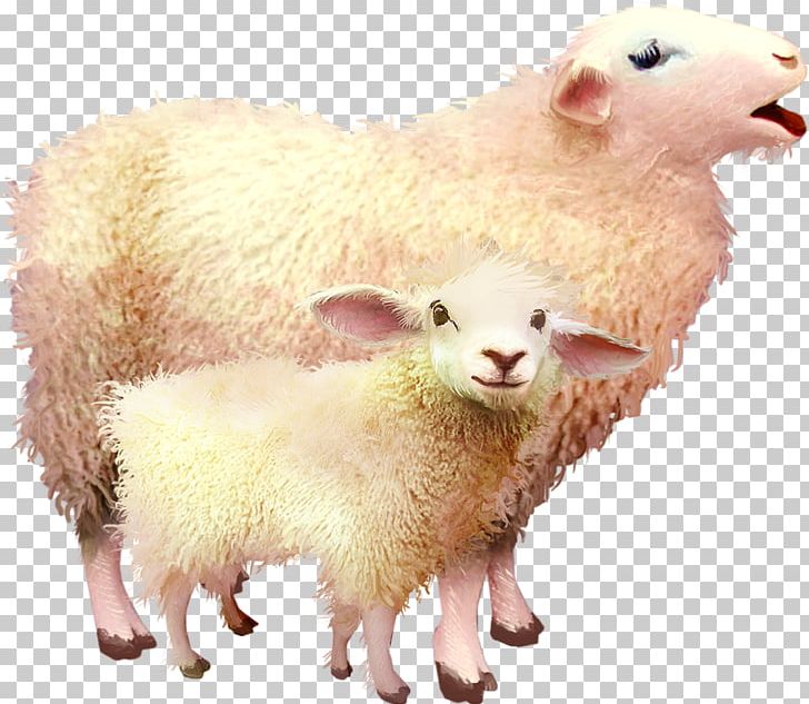Sheep–goat Hybrid Sheep–goat Hybrid PNG, Clipart, 2015, Animals, Cattle, Cow Goat Family, Domestic Pig Free PNG Download