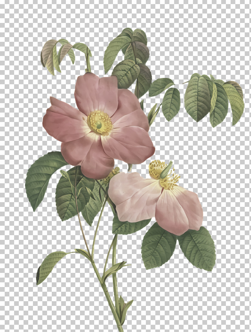 Cabbage Rose Royalty-free Dog-rose PNG, Clipart, Cabbage Rose, Dogrose, Flower, Petal, Royaltyfree Free PNG Download