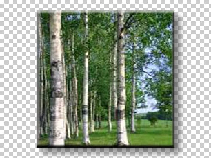 Birch Russia Photography Broad-leaved Tree PNG, Clipart, Bark, Betula Pendula, Biome, Birch, Birch Family Free PNG Download