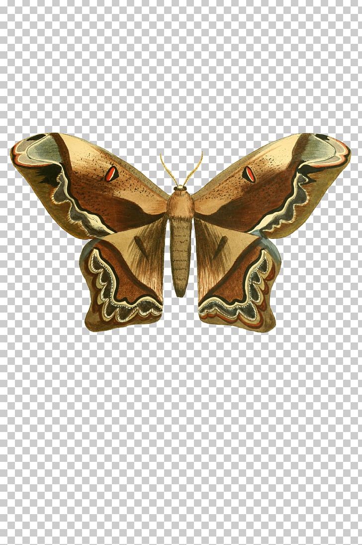 Butterfly Insect Moth PNG, Clipart, Arthropod, Bombycidae, Butterflay, Butterflies And Moths, Butterfly Free PNG Download