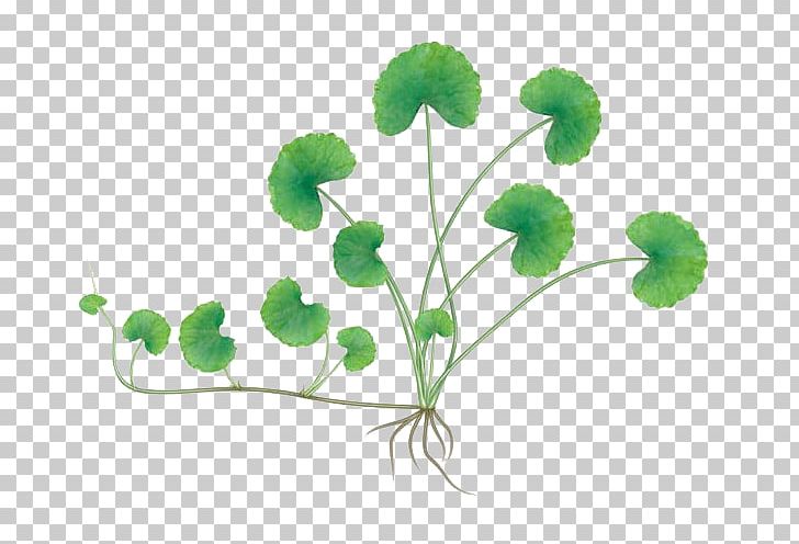 Centella Asiatica Herbaceous Plant PNG, Clipart, Apiaceae, Centella, Centella Asiatica, Drawing, Font Free PNG Download
