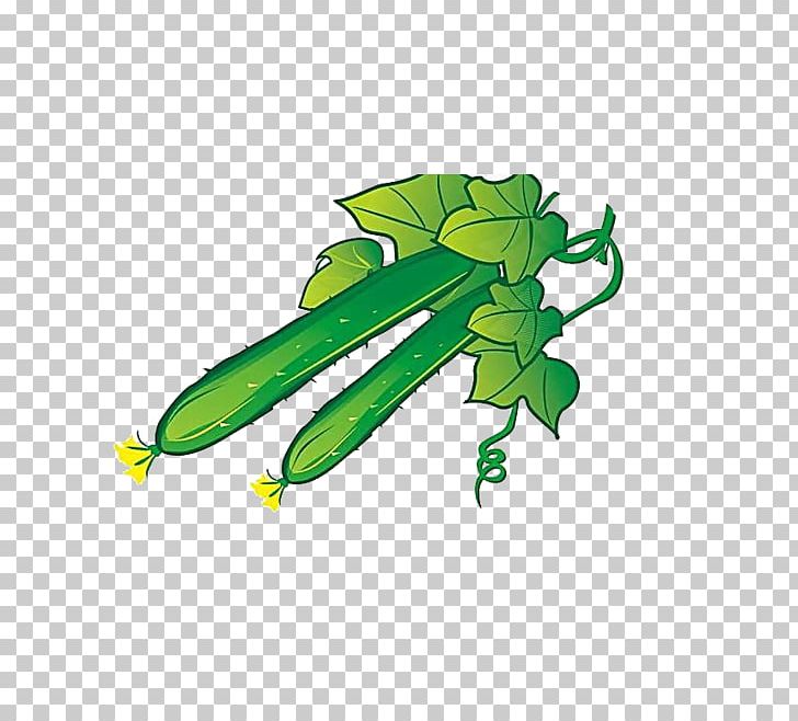 Cucumber Vegetable Illustration PNG, Clipart, Cartoon, Cucumber, Cucumber Cartoon, Cucumber Juice, Cucumbers Free PNG Download