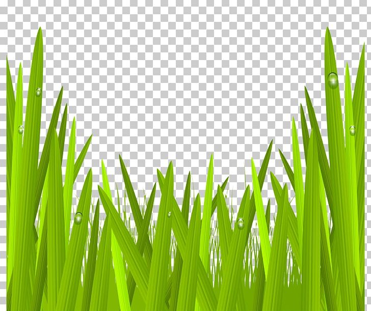 Lawn PNG, Clipart, Color, Commodity, Computer Wallpaper, Coverings, Download Free PNG Download